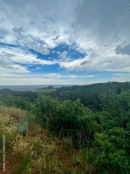 Obraz forest in the mountains