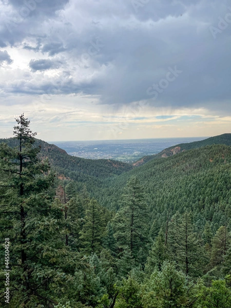 Obraz forest in the mountains