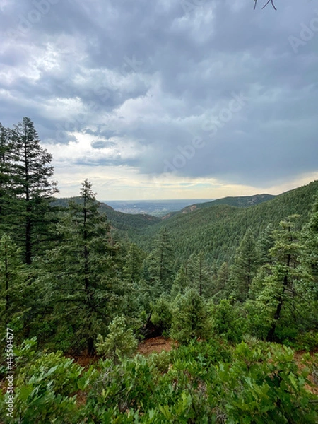 Obraz forest in the mountains