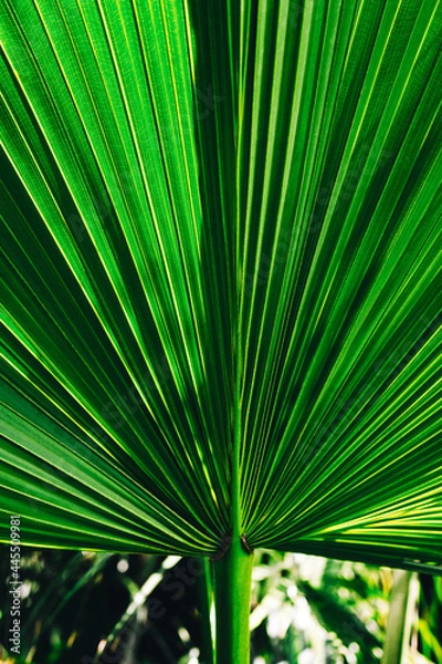 Fototapeta palm tree leaves