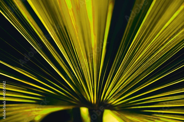 Fototapeta palm tree background