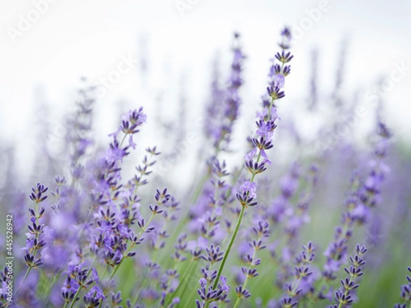 Fototapeta ラベンダー