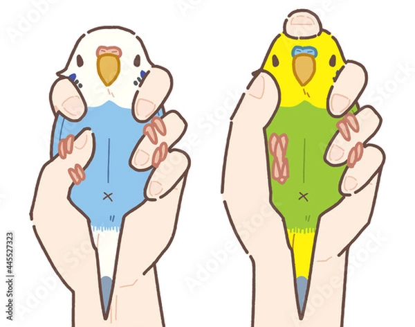 Obraz セキセイインコ 2点・3点保定法のイラスト