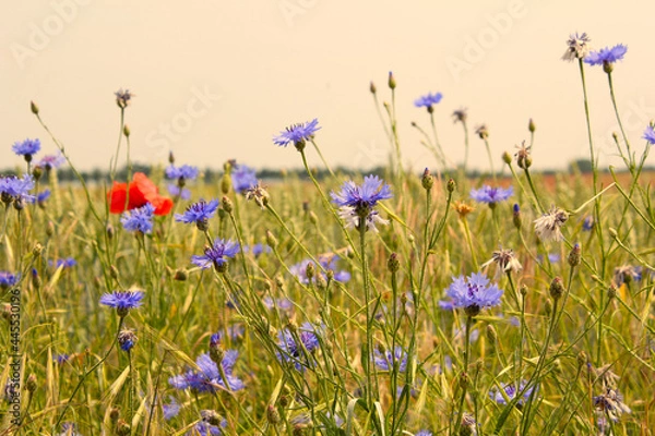 Obraz romantische Kornblumen