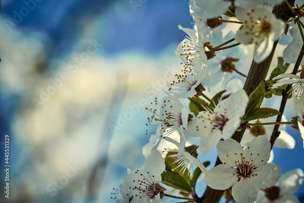Obraz White flowers of cherry swaying on the smooth waves of the wind