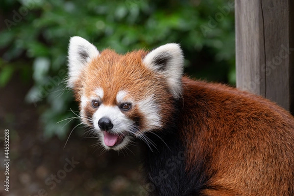 Fototapeta ベロ出しレッサーパンダ