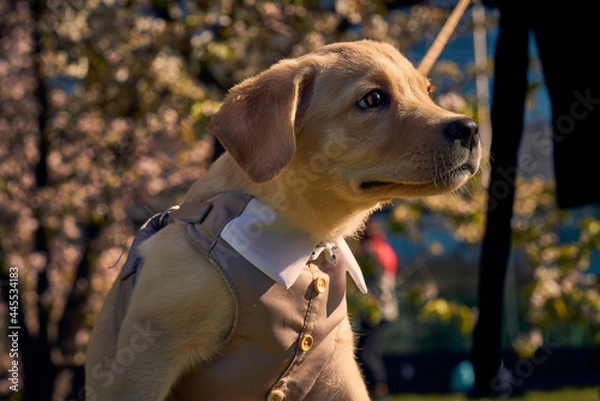 Obraz Cute dog in official suit with sakura blooming flowers on the back