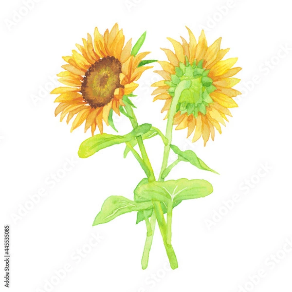 Fototapeta 手描き水彩　ひまわりのワンポイントイラスト　02