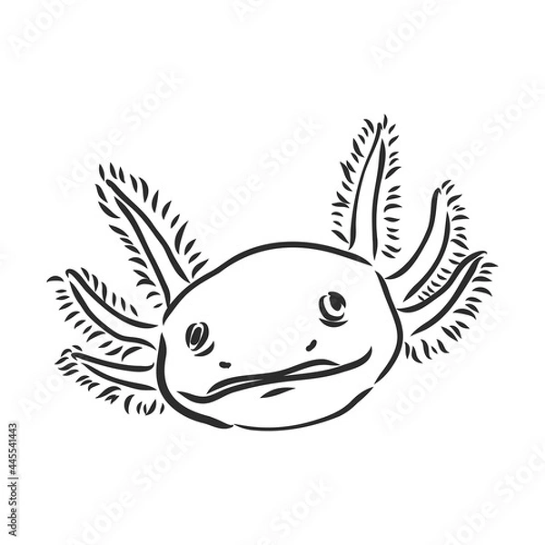 Fototapeta Vector antique engraving illustration of axolotl salamander isolated on white background