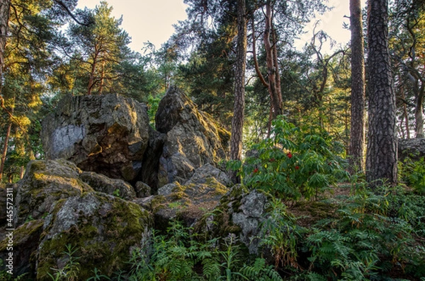 Fototapeta Big rock in middle of forest in Finland