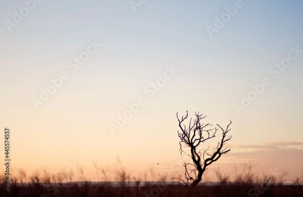 Fototapeta tree in the sunset