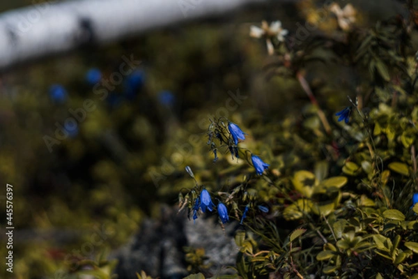 Obraz flowers in the forest