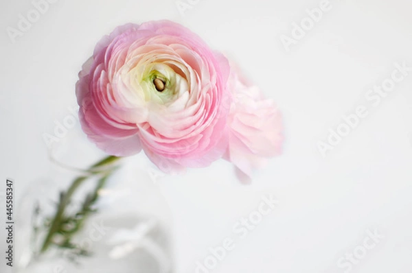 Fototapeta Pink ranunculus 