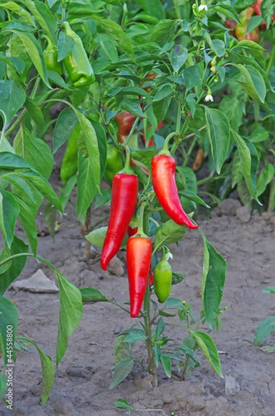 Fototapeta Red pepper