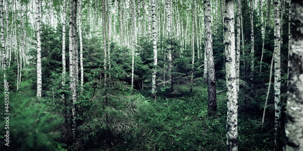 Obraz Forest in Russia