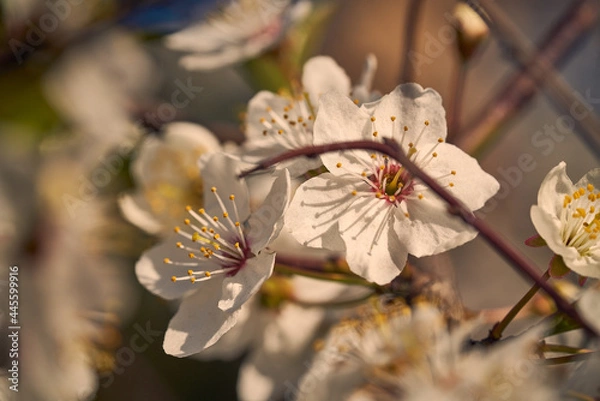 Obraz White flowers of cherry swaying on the smooth waves of the wind