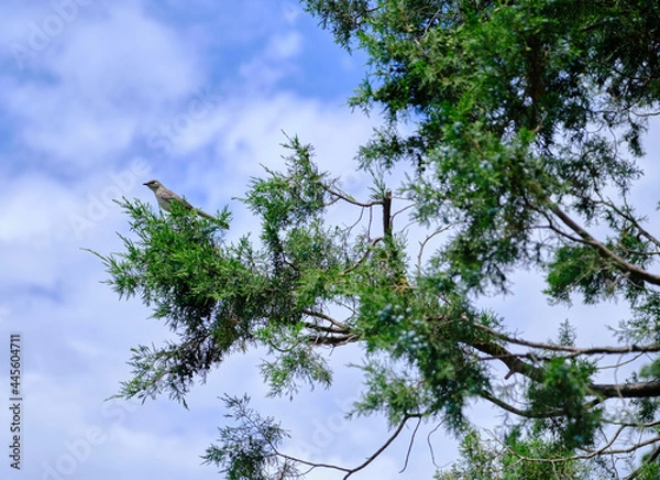Obraz Mockingbird in branch