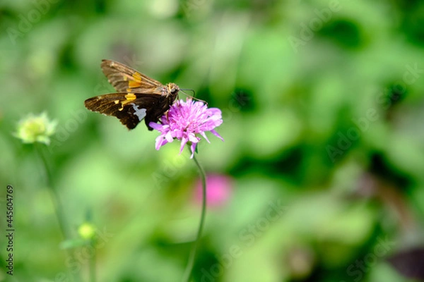 Obraz Butterfly on pink flower
