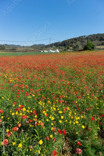 Fototapeta Field of red poppy flowers on a sunny day