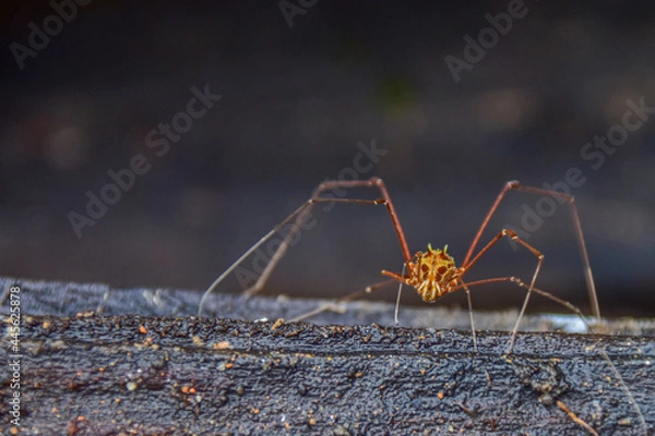 Obraz aranha com pernas gigantes