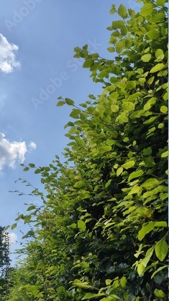 Obraz leaves and sky