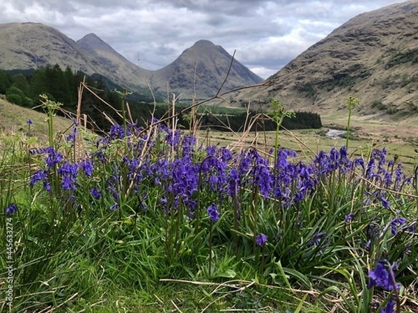 Obraz Beautiful bluebells