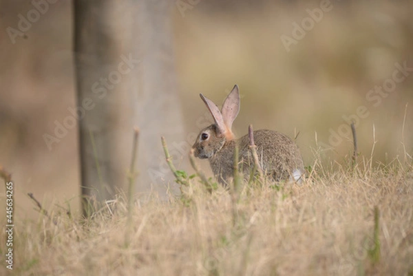Obraz rabbit in the grass