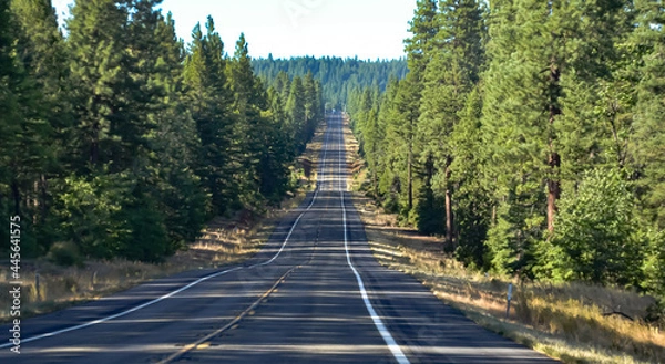 Obraz 木の陰がかかるカリフォルニアの森の中の坂道