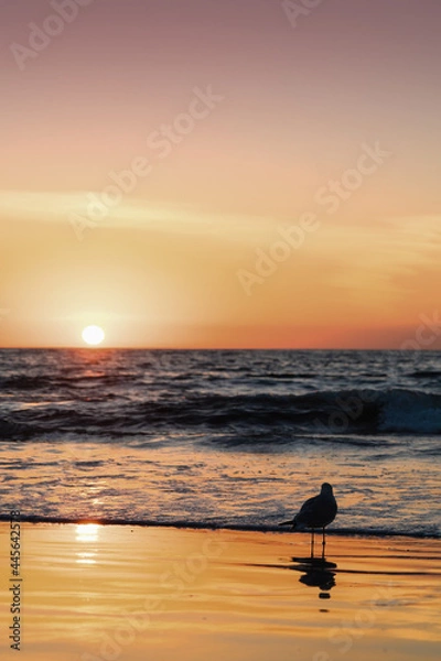 Obraz Bird at the beach watching sunset