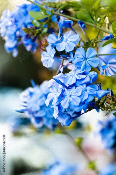 Obraz Blue flowers