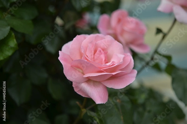 Fototapeta 公園のバラ