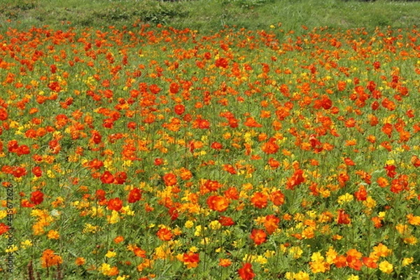 Obraz キバナコスモス