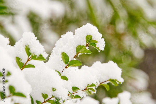 Obraz Close up of snow-pressed green branches in the winter, showing tenacious vitality; selective focus