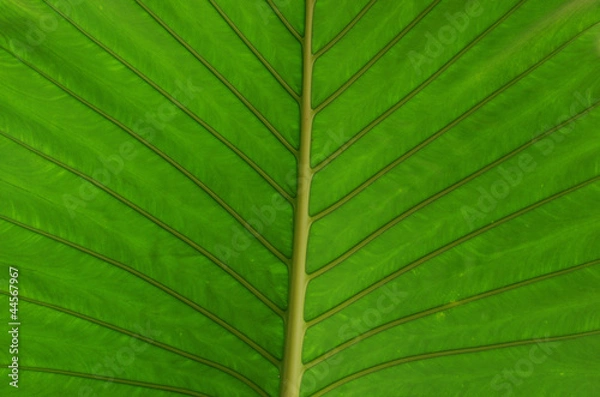 Fototapeta green leaf