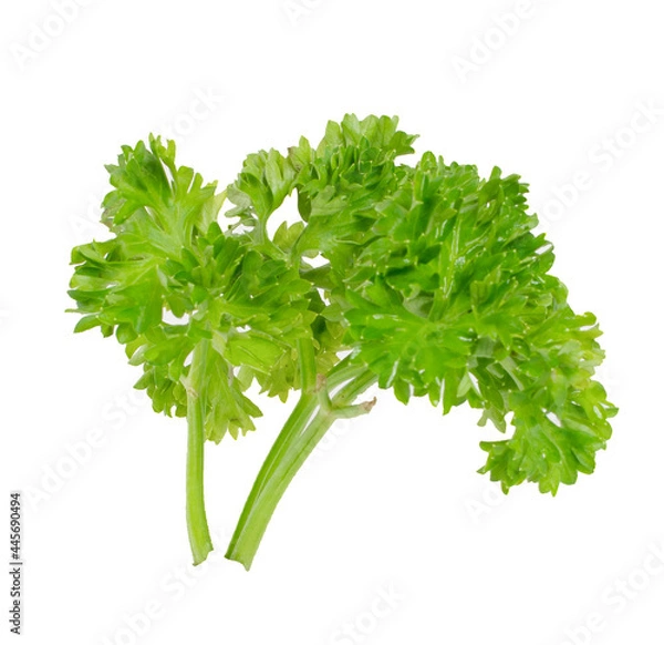 Obraz Fresh green leaves of pasley isolated on white background