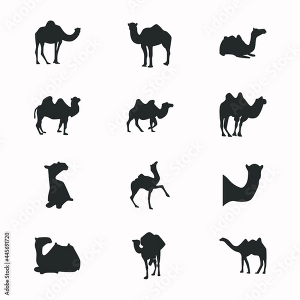 Obraz camel icon design various styles