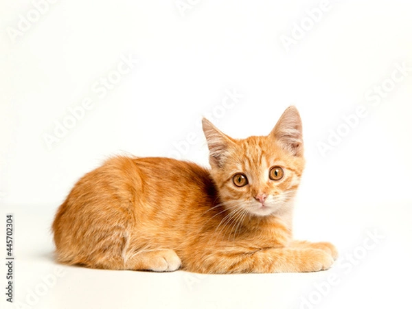 Fototapeta Cute red kitten on a white background. Playful and funny pet. Copy space.