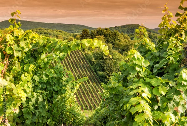 Obraz Weingut an der hessischen Bergstraße