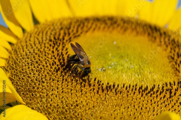 Fototapeta Bumblebee collecting pollen from a sunflower. Macro view.