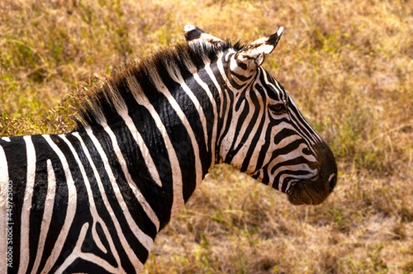 Obraz zebra in the wild