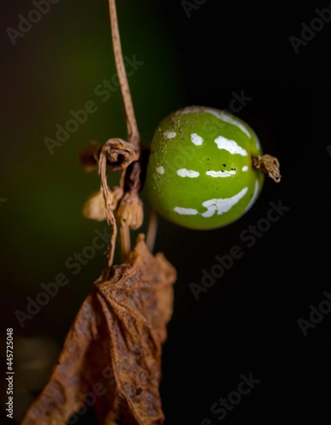 Obraz Small wild green fruit on a vine