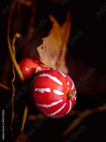 Obraz Small wild red fruit on a vine