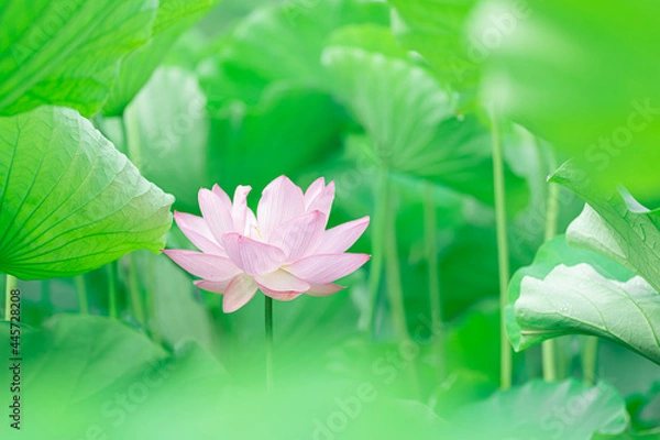 Fototapeta 葉に包まれた蓮の花　7月