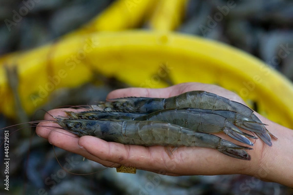Obraz Pacific White shrimps