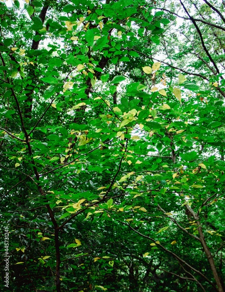 Fototapeta サルスベリやナツツバキに似ている