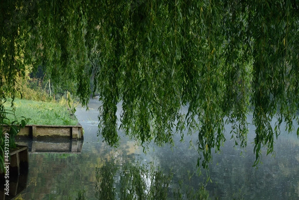 Obraz Branches de saule pleureur