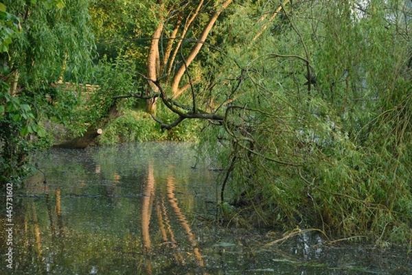 Obraz Branchages sur l'eau
