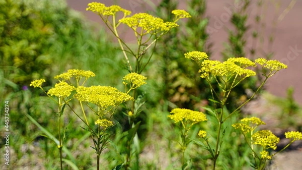Obraz 公園に咲く菜の花