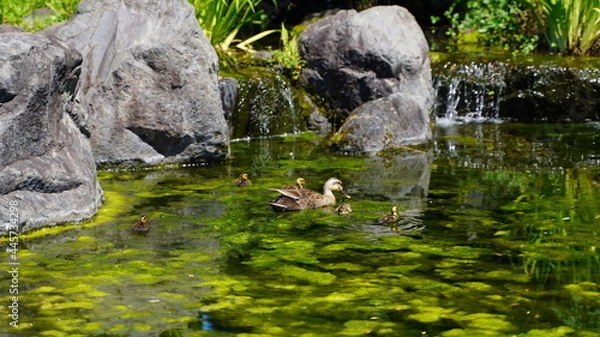 Obraz カルガモ親子の水遊び