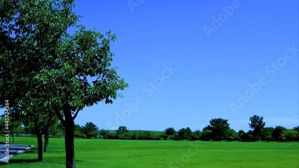 Obraz 公園からみる青い空